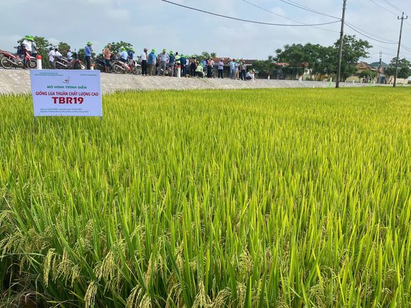 🎉7 LÝ DO KHIẾN GIỐNG LÚA TBR19 SẼ TRỞ THÀNH BOM TẤN MỚI TRONG NĂM 2025 CỦA THAIBINH SEED ?