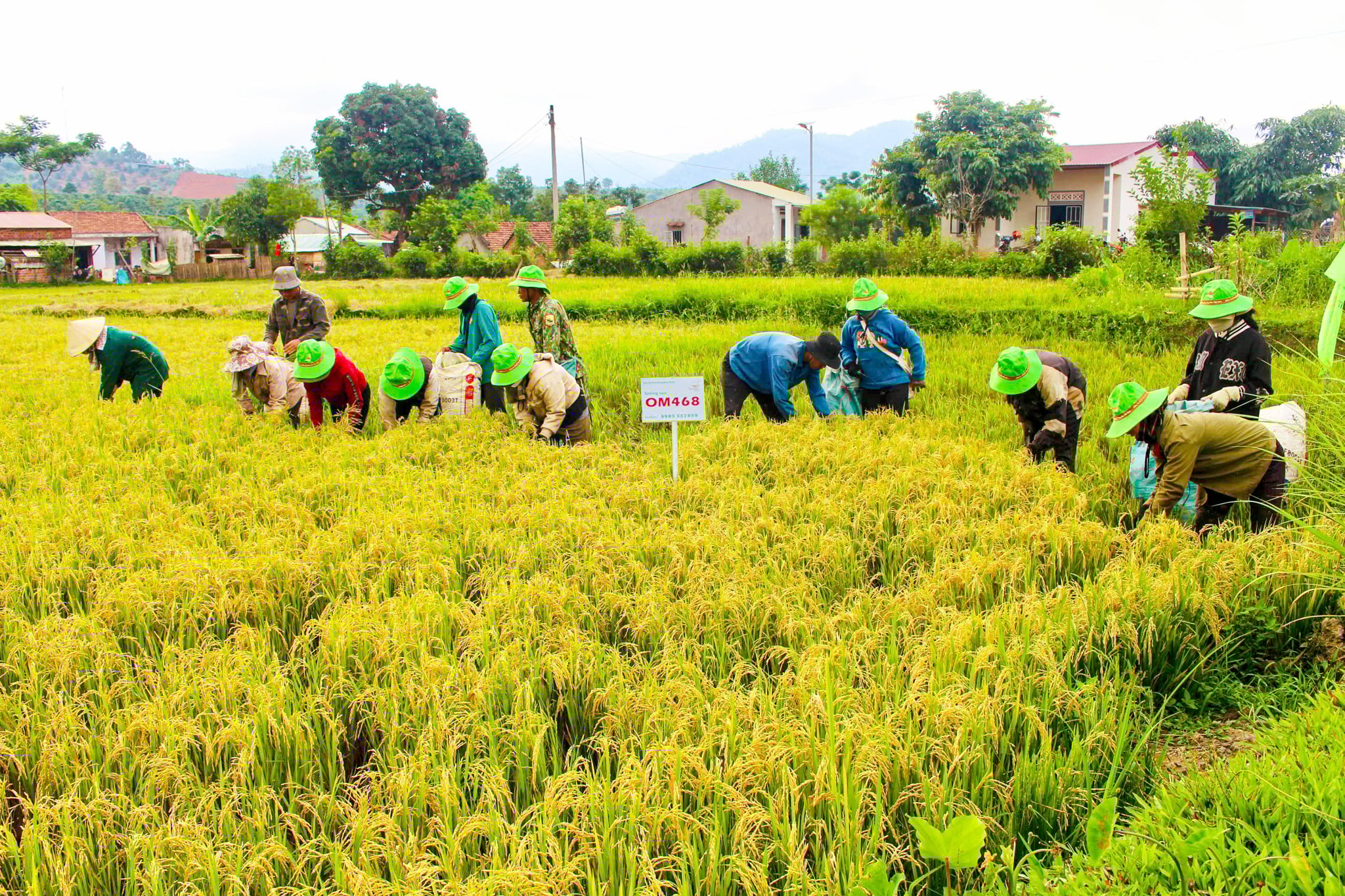 GIỐNG LÚA THUẦN OM468