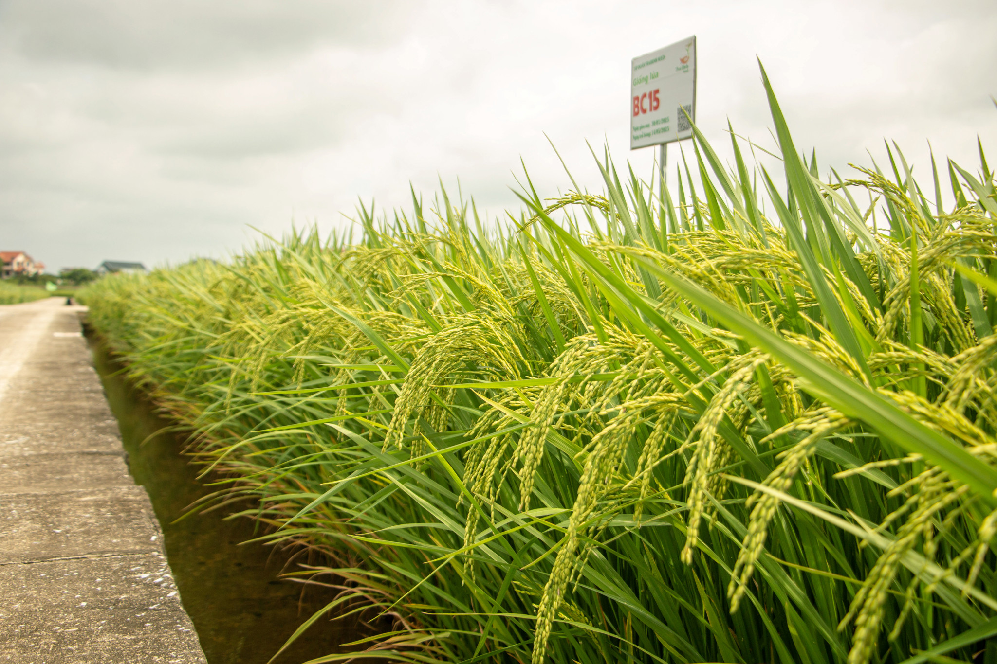 GIỐNG LÚA THUẦN BC15 (MỚI)