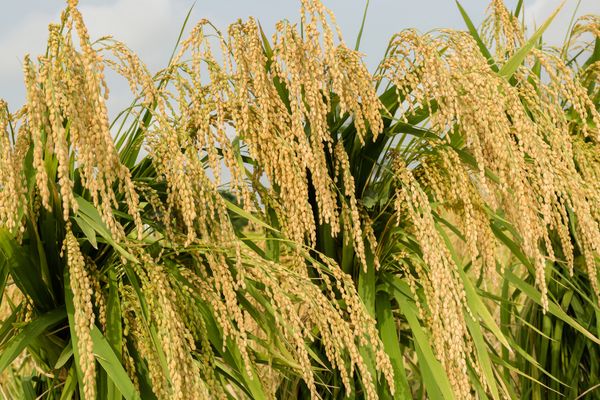 GIỐNG LÚA NẾP A SÀO