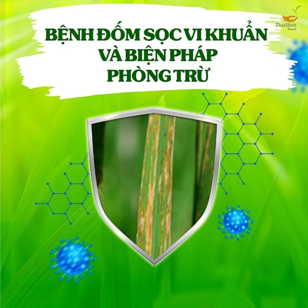 CẢNH BÁO BỆNH ĐỐM SỌC VI KHUẨN VÀ BIỆN PHÁP PHÒNG TRỪ.