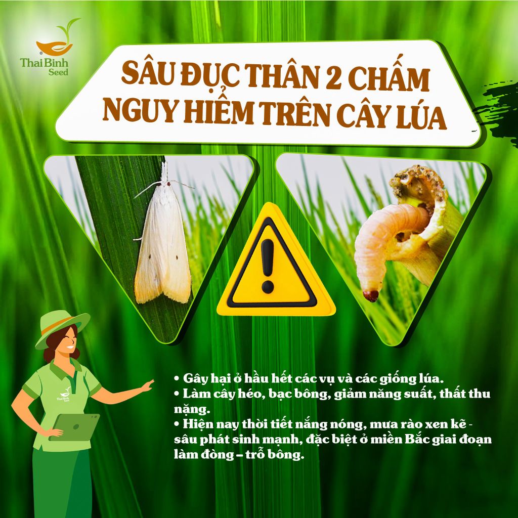 CẢNH BÁO: SÂU ĐỤC THÂN 2 CHẤM ĐANG GÂY HẠI TRÊN LÚA