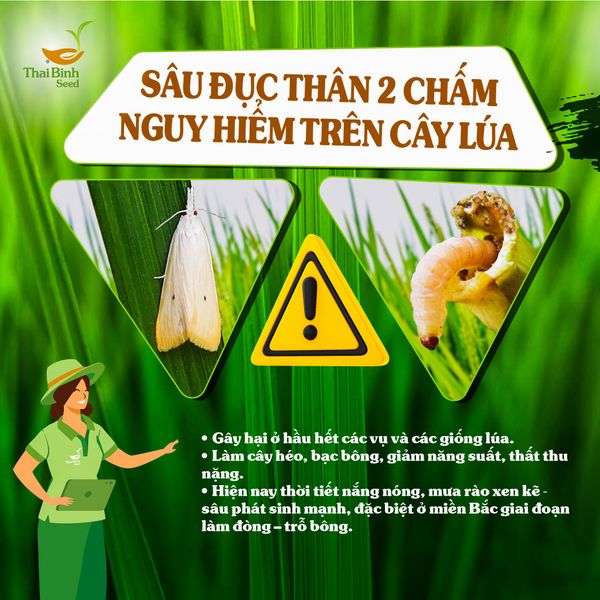 CẢNH BÁO: SÂU ĐỤC THÂN 2 CHẤM ĐANG GÂY HẠI TRÊN LÚA