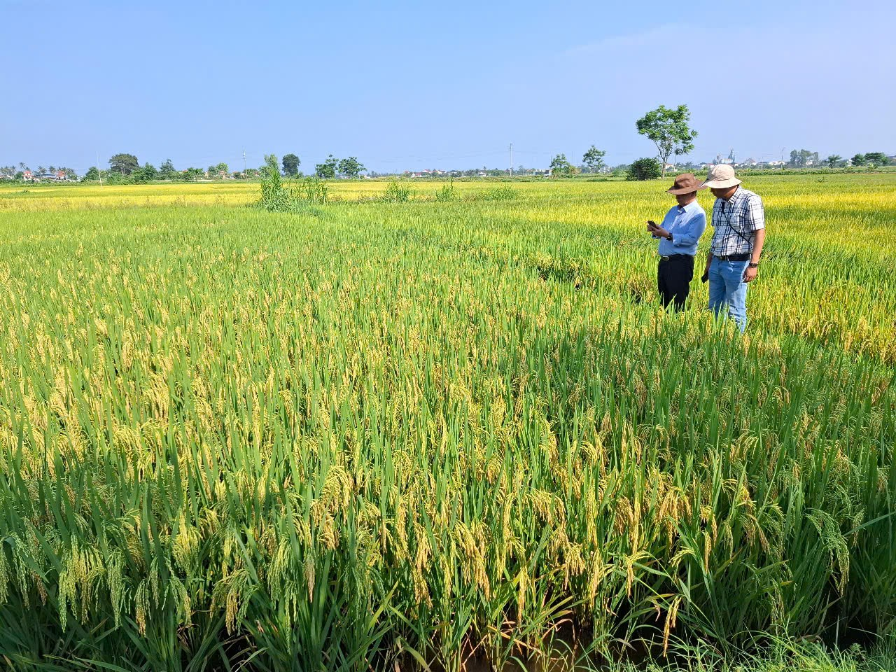 LÚA VỤ XUÂN 2025- LẠI CÂU CHUYỆN LÚA LÉP Ở VÙNG BẮC TRUNG BỘ
