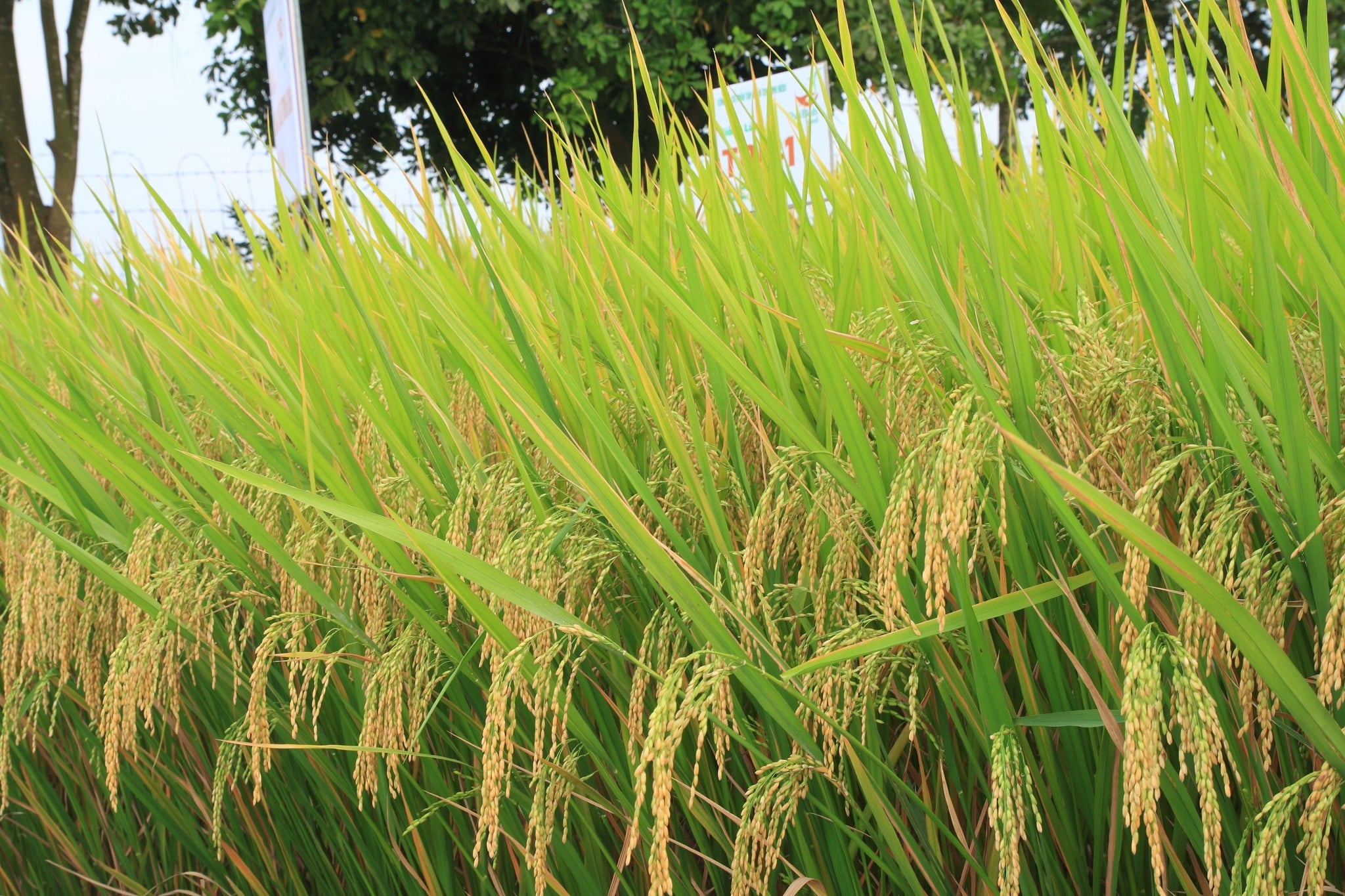 GIỐNG LÚA THUẦN TBR-1