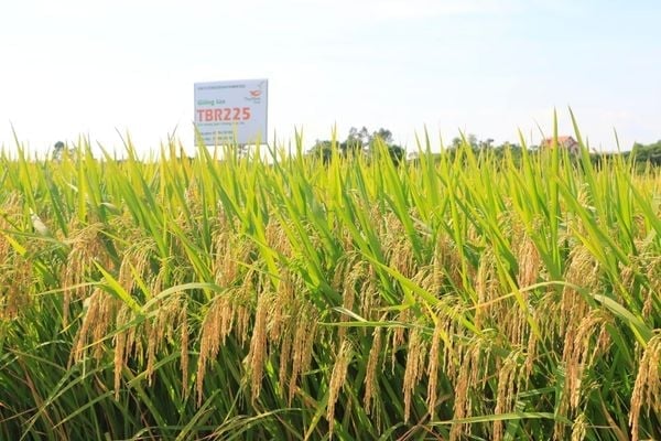 GIỐNG LÚA THUẦN TBR225