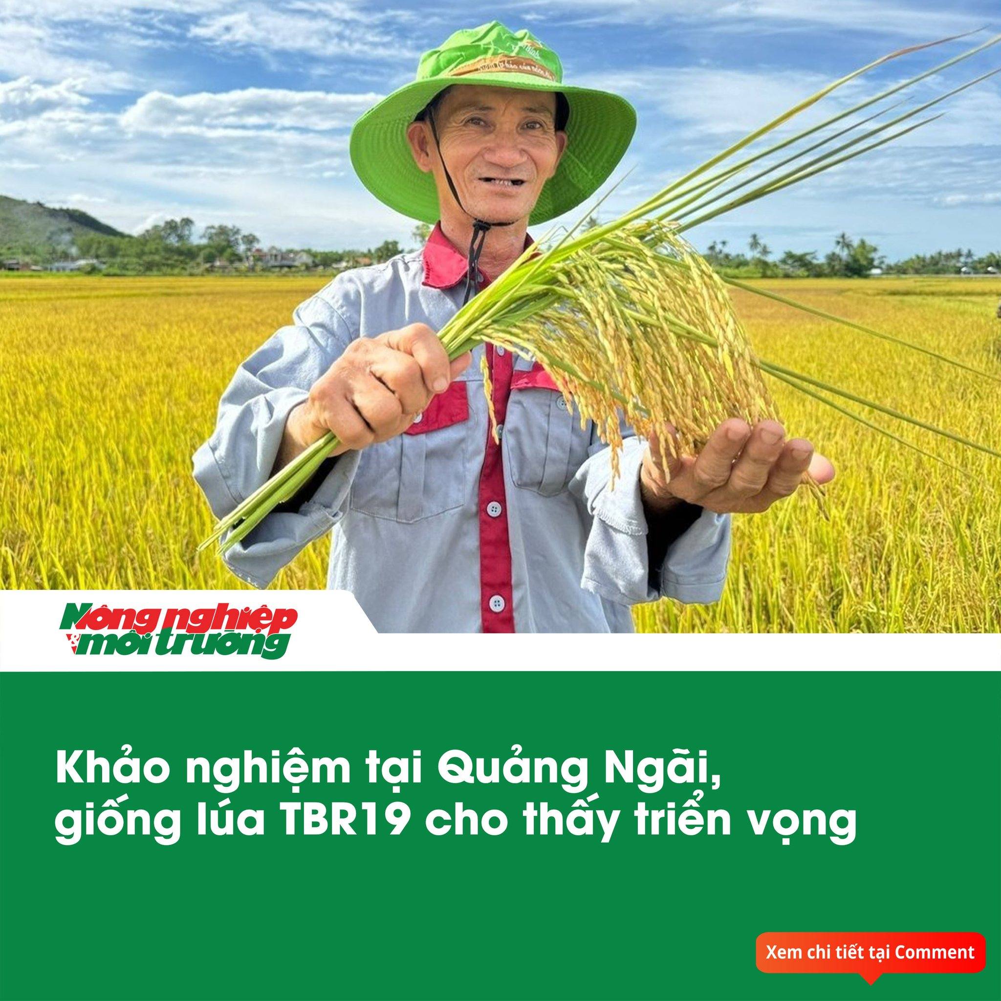 GIỐNG MỚI TBR19- NIỀM HI VỌNG TỪ NHỮNG VỤ MÙA ĐẦU TIÊN