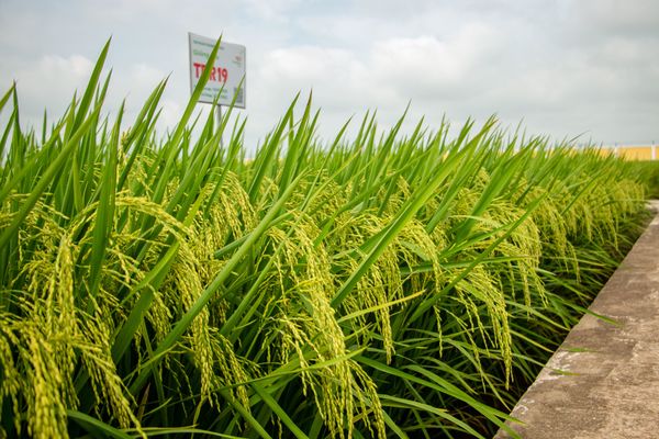 GIỐNG LÚA TBR19