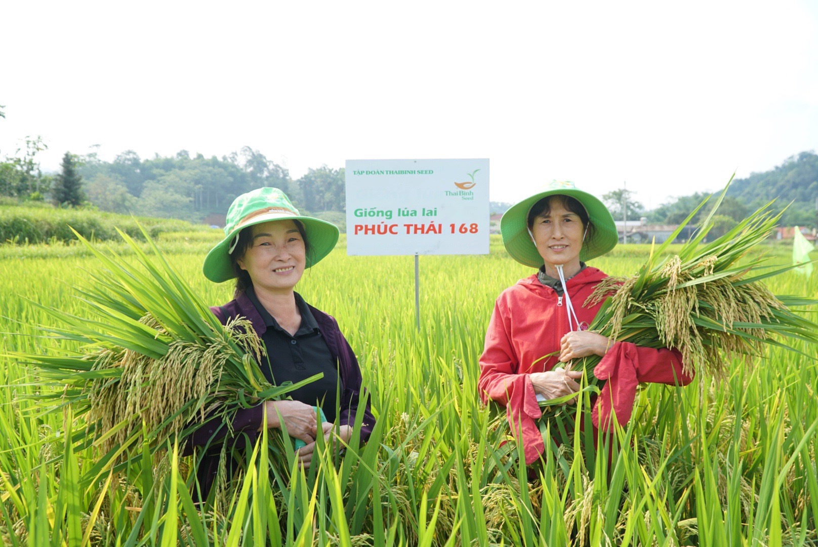 GIỐNG LÚA LAI PHÚC THÁI 168