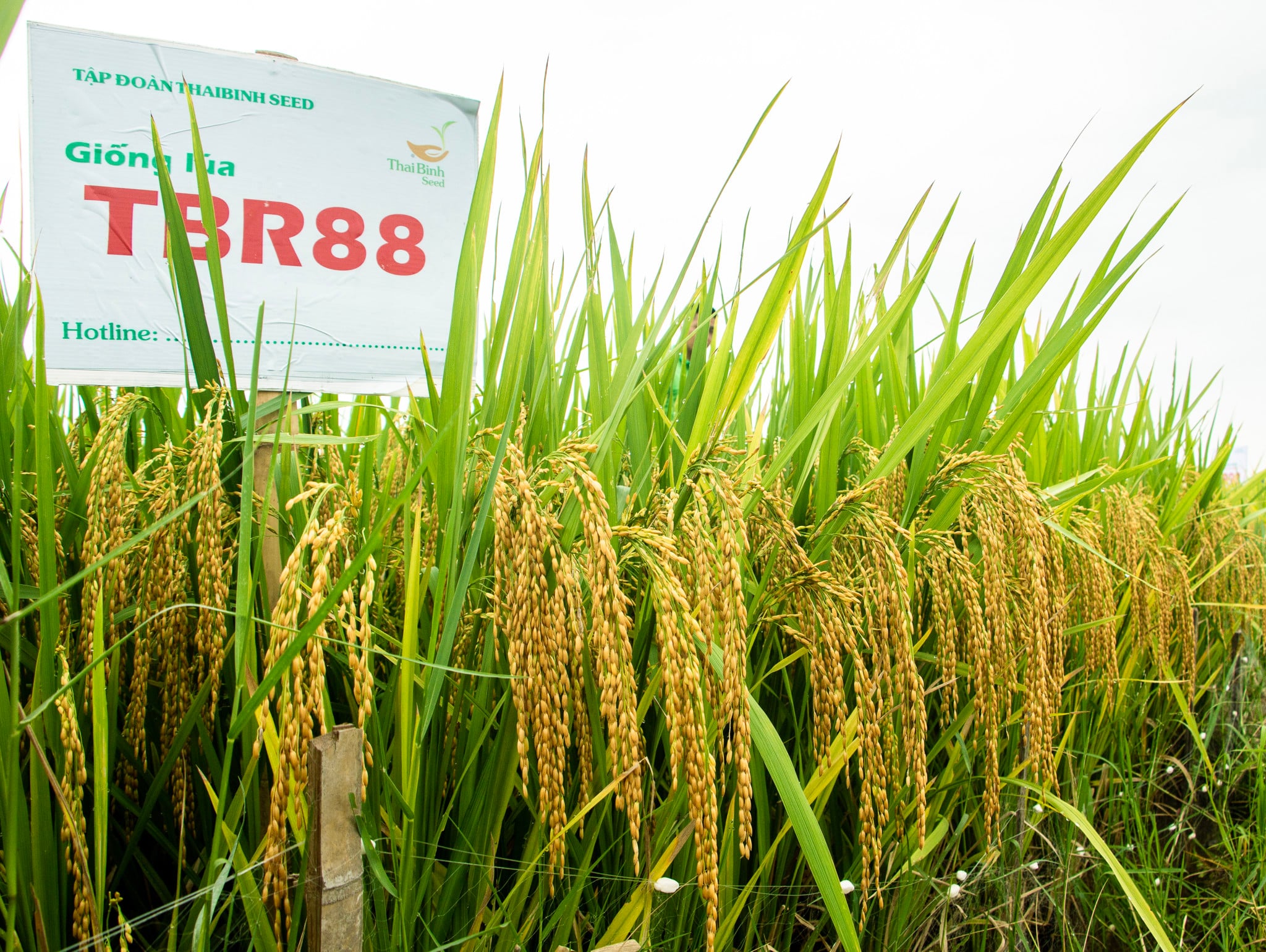 GIỐNG LÚA THUẦN TBR88