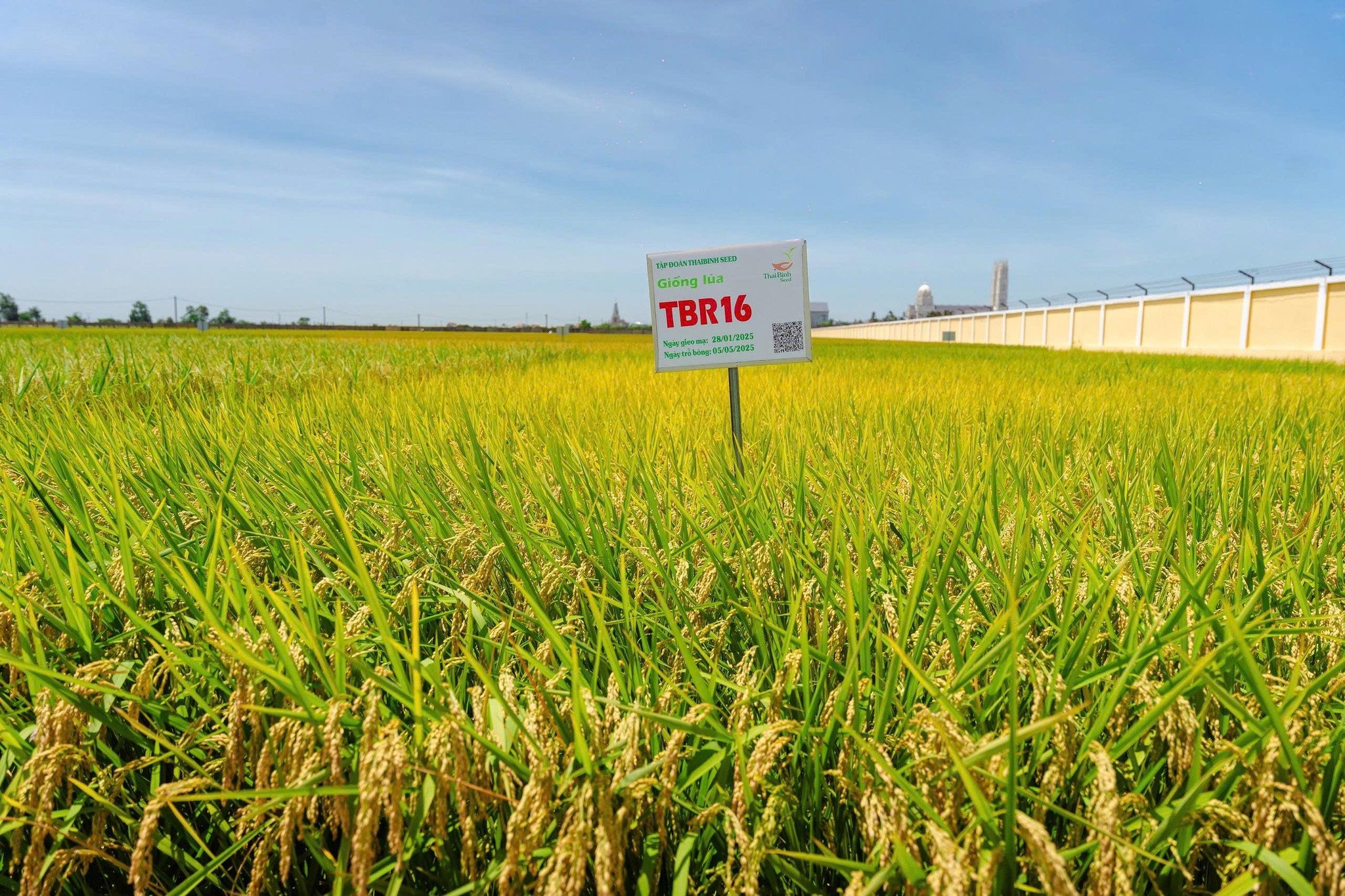 TBR16 - NEW JAPONICA RICE VARIETIES: STRONG PLANT, FIRM YIELD, BEAUTIFUL RICE WORTHY OF EXPORT.