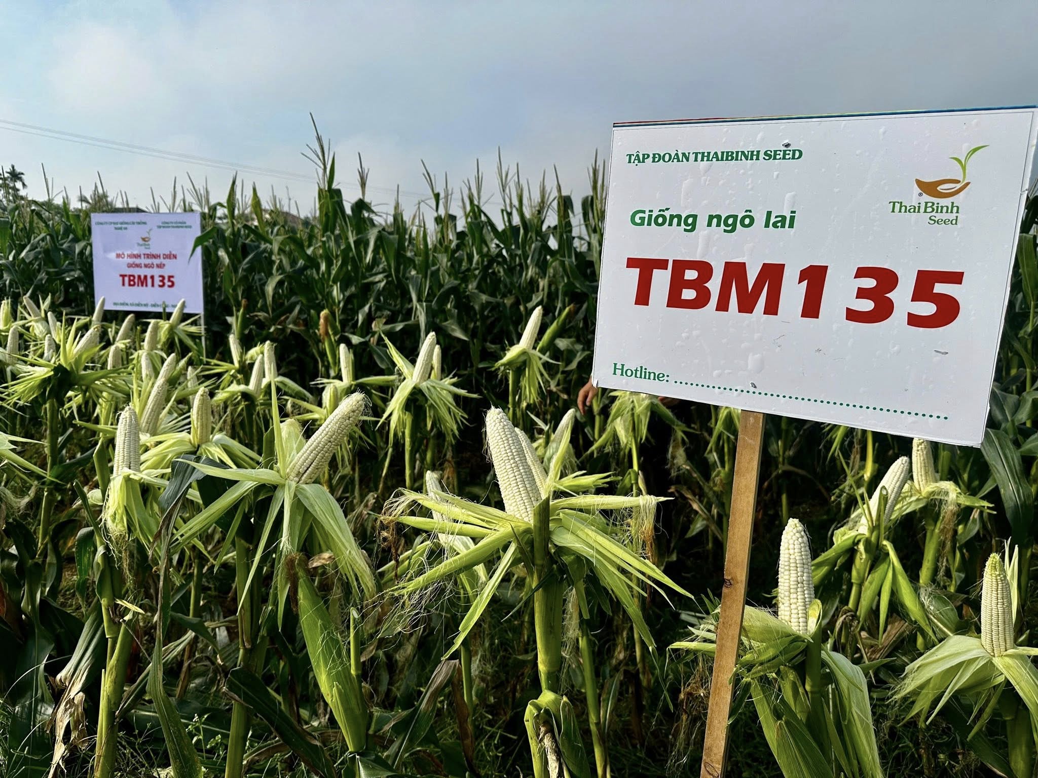 🌽”Đà TRỒNG NGÔ LÀ PHẢI TRỒNG ĐƯỢC BẮP TO NHƯ TÔI TRỔNG ĐÂY NÀY BÀ CON ƠI”