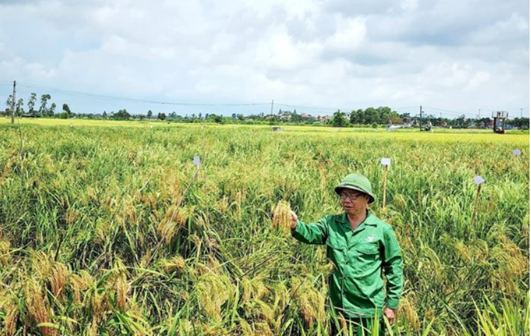 ĐẶC SẢN THÁI BÌNH XƯA! 