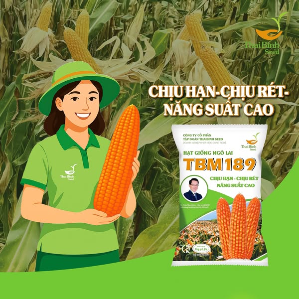 TBM189 – GIỐNG NGÔ ĐỦ “CHỈ TIÊU VÀNG” CHO VỤ MÙA BỘI THU