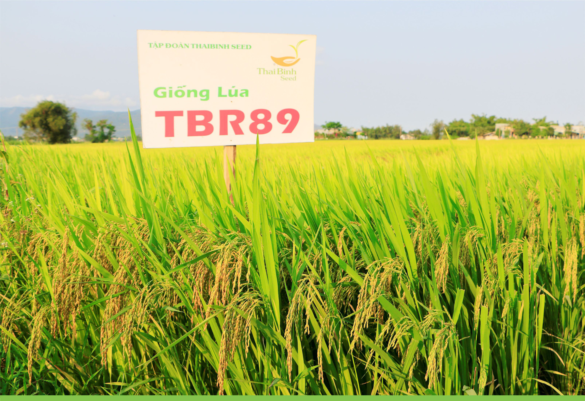 GIỐNG LÚA THUẦN TBR89
