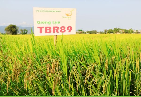 GIỐNG LÚA TBR89