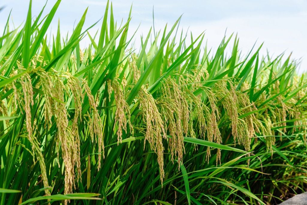 GIỐNG LÚA LAI TBH456