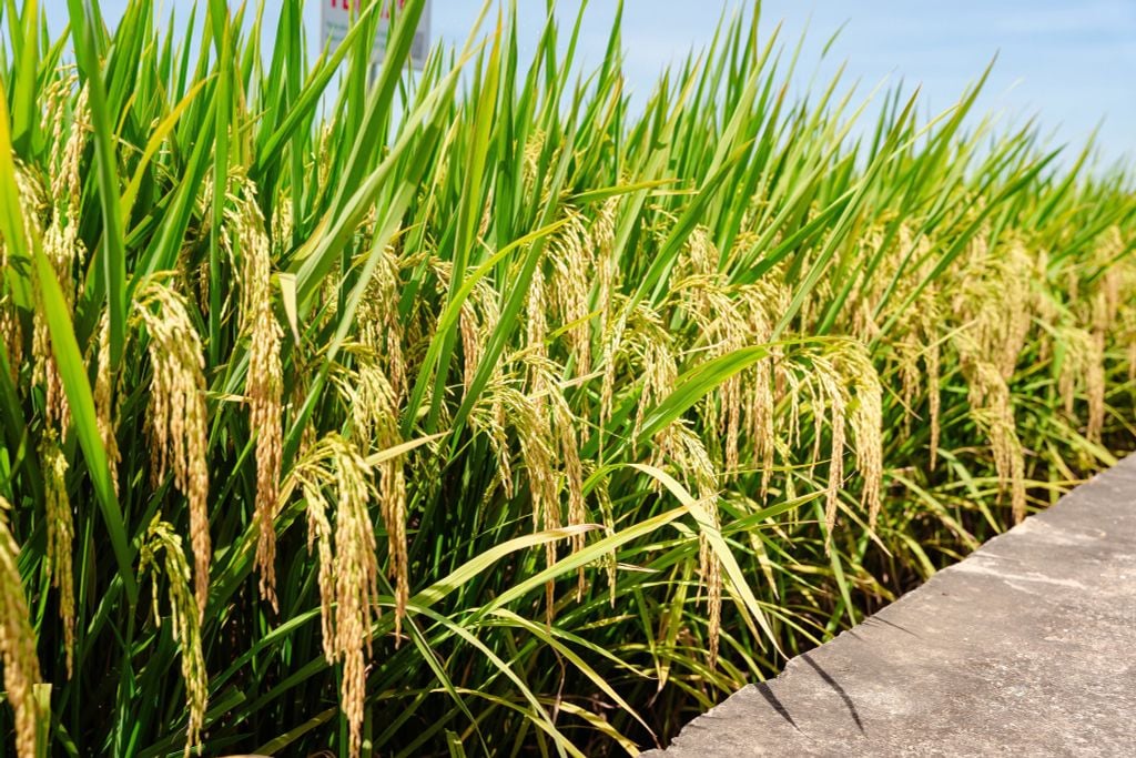 GIỐNG LÚA TBR125