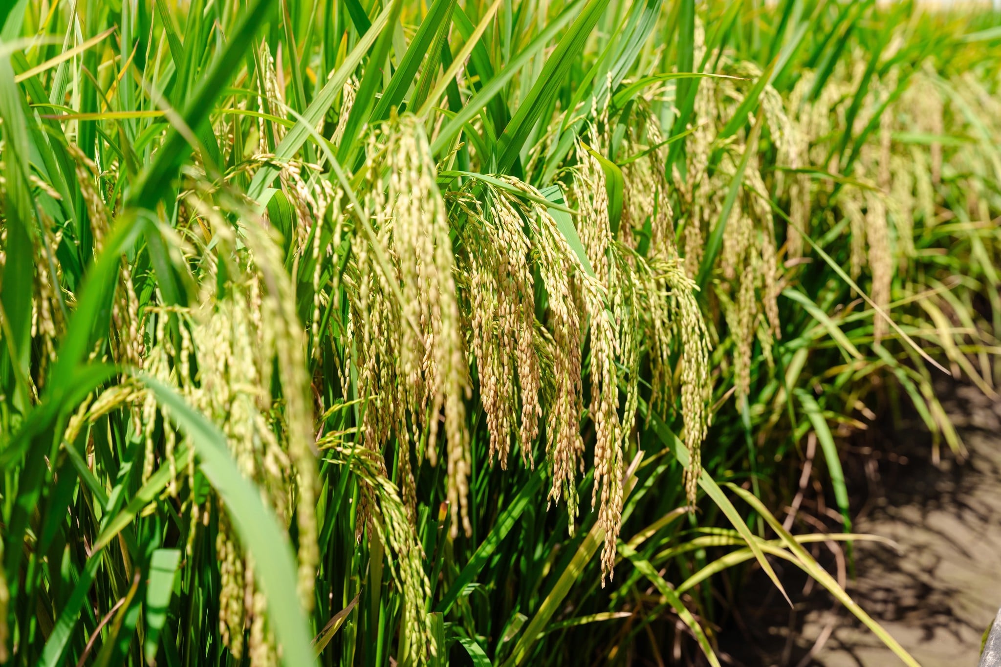 GIỐNG LÚA THUẦN TBR87