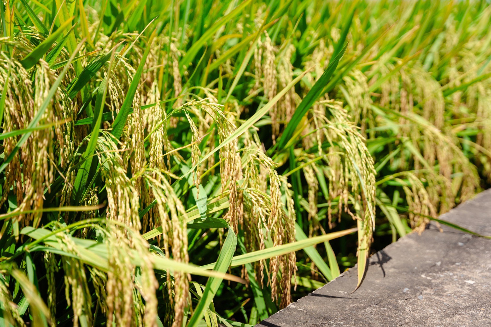 GIỐNG LÚA THUẦN ĐÔNG A2