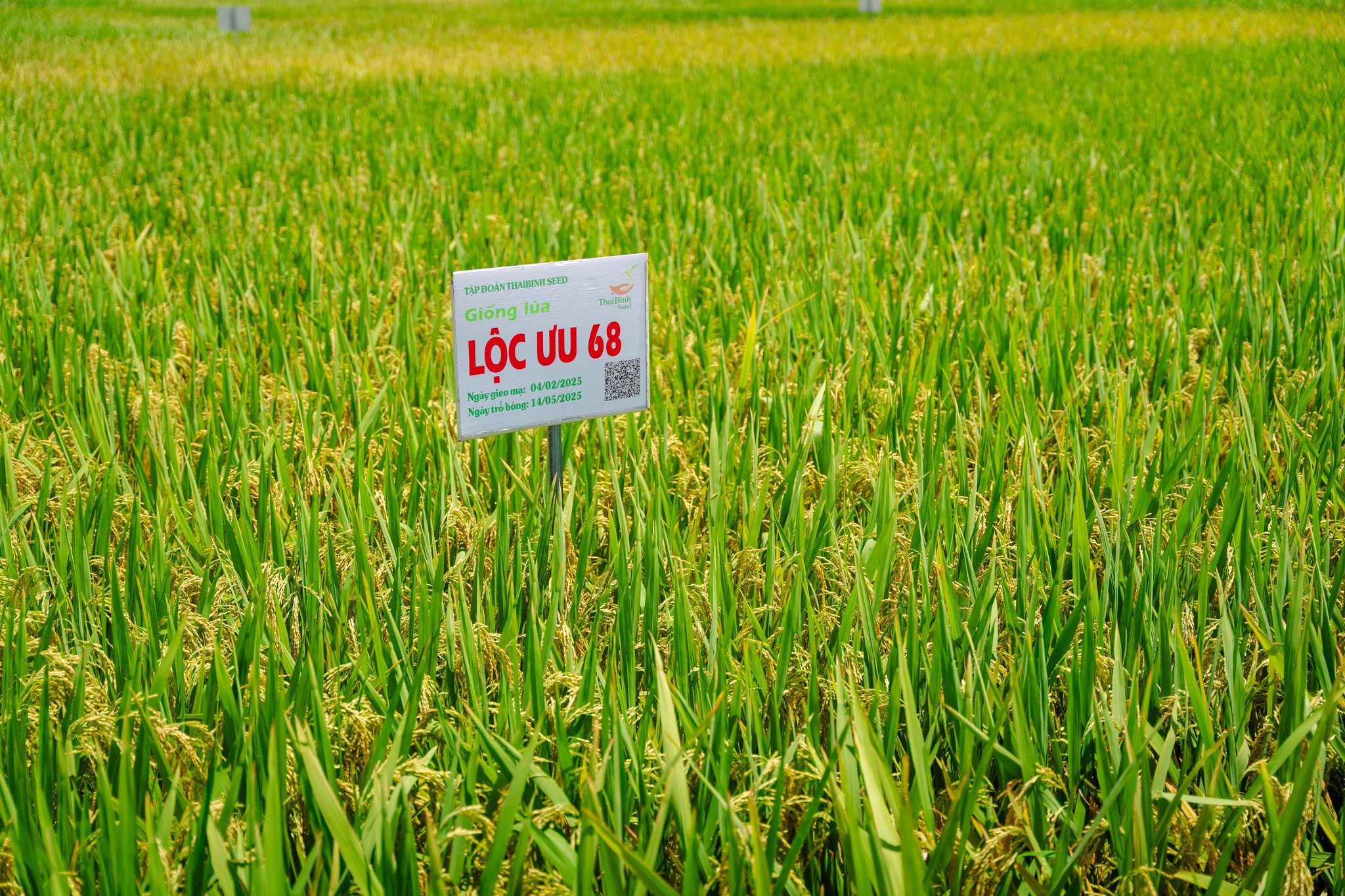 GIỐNG LÚA LAI LỘC ƯU 68