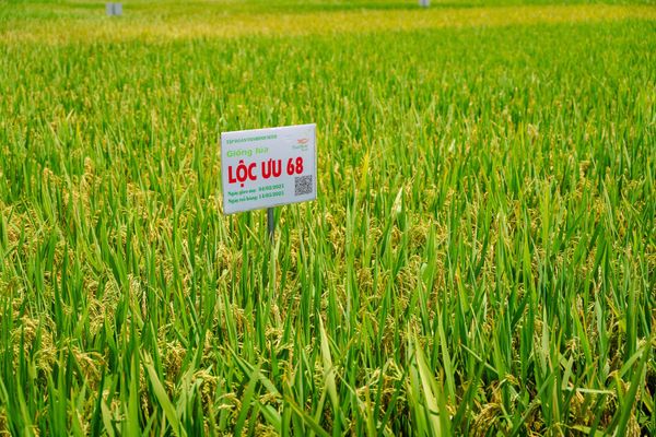 GIỐNG LÚA LAI LỘC ƯU 68