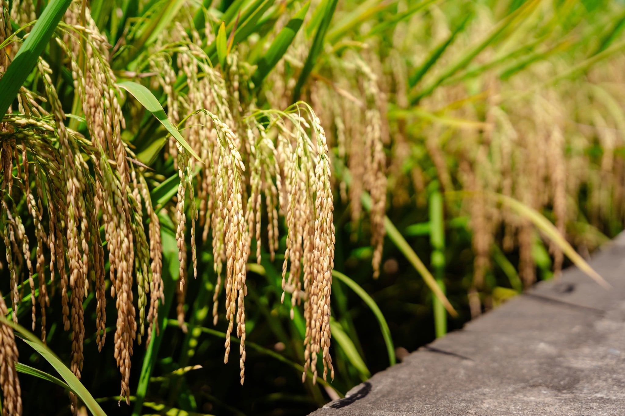 GIỐNG LÚA THUẦN TBR19