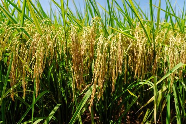 GIỐNG LÚA THUẦN TB99