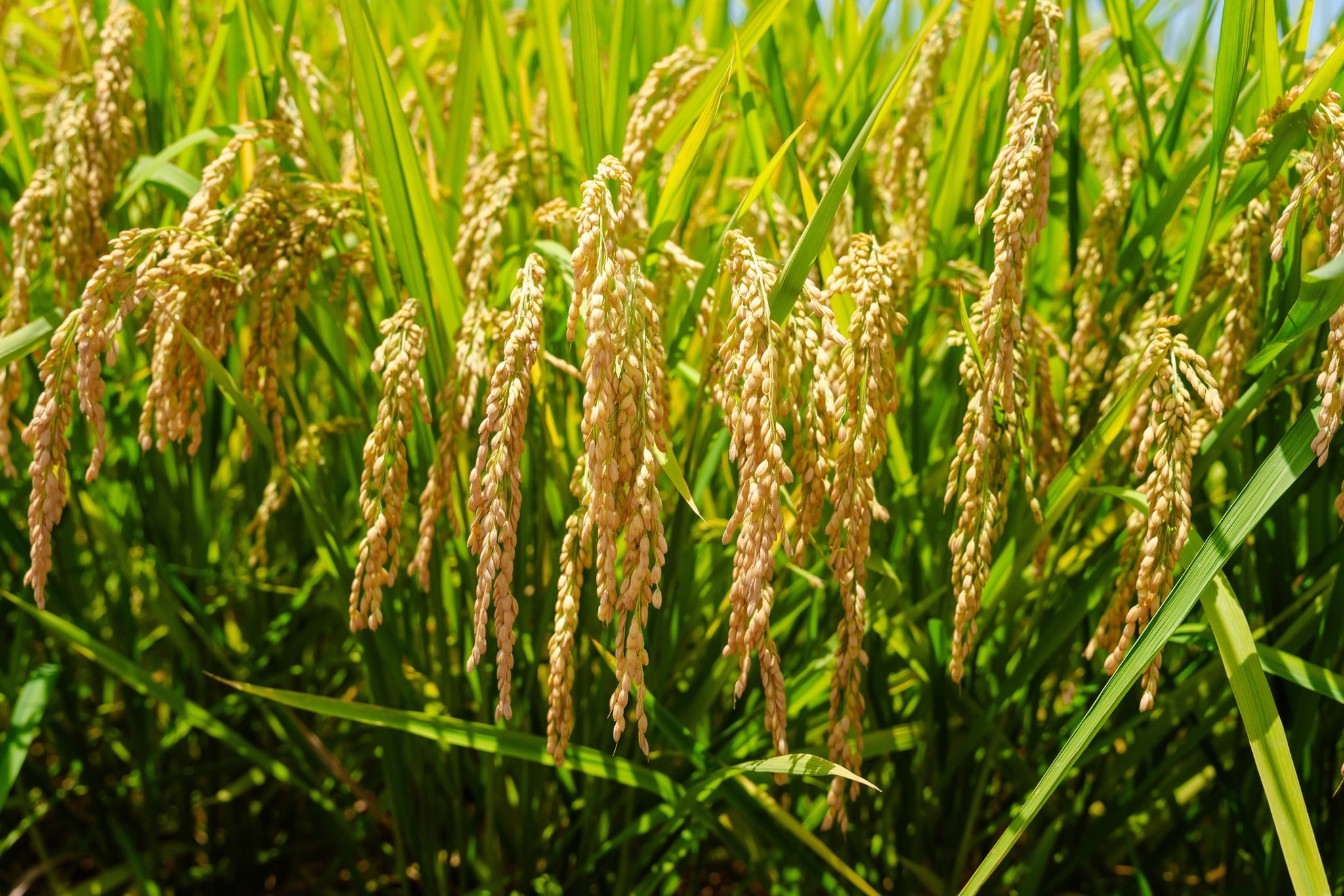 GIỐNG LÚA THUẦN TBR16