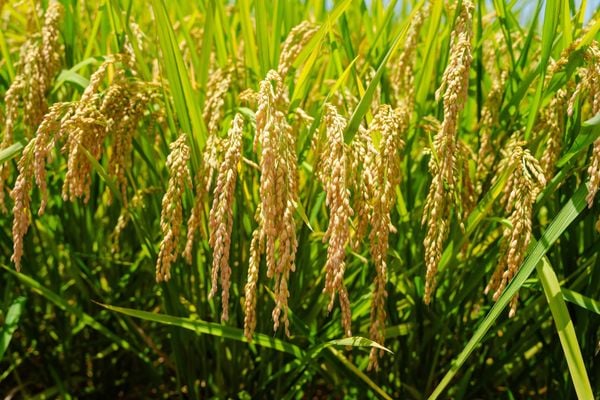 GIỐNG LÚA THUẦN TBR16