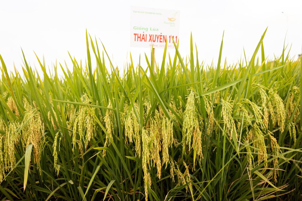 GIỐNG LÚA LAI THÁI XUYÊN 111