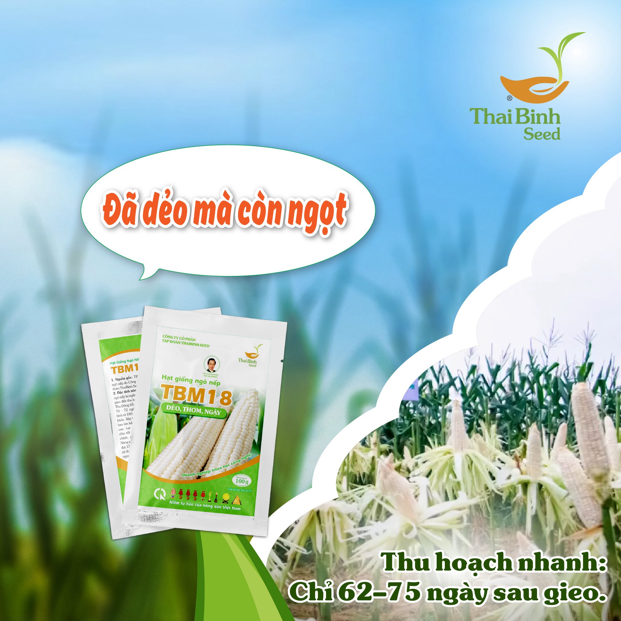 CÙNG THAIBINH SEED ĐIỂM DANH 4 LÝ DO BÀ CON NÊN TRỒNG NGÔ NẾP LAI TBM18