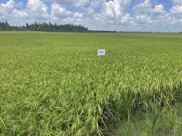 VỀ “THỦ PHỦ MIỀN TÂY” – NGẮM BỘ ĐÔI LÚA THƠM TB99 & TBR97