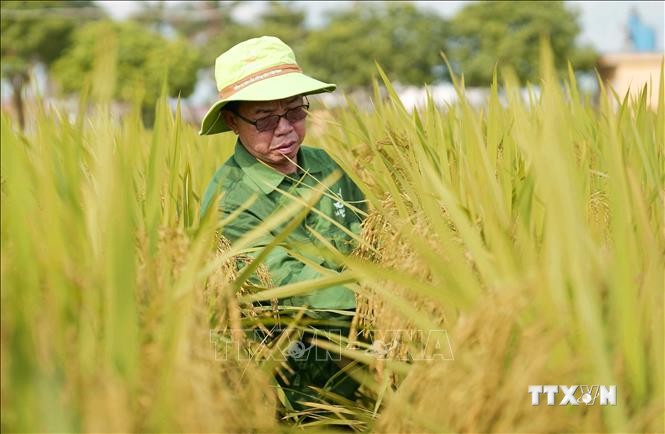 ÔNG TRẦN MẠNH BÁO TRỞ THÀNH ANH HÙNG LAO ĐỘNG TỪ CÂY LÚA QUÊ HƯƠNG