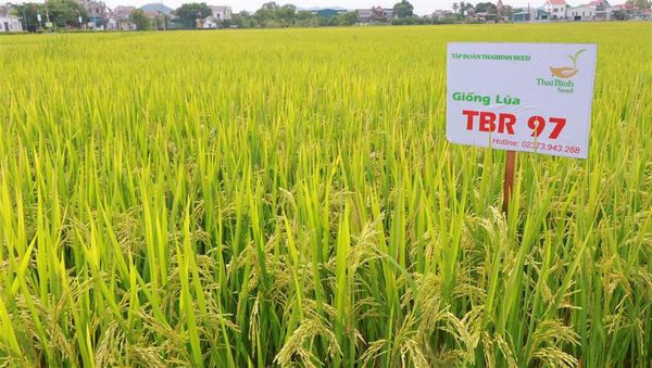 GIỐNG LÚA THUẦN TBR97