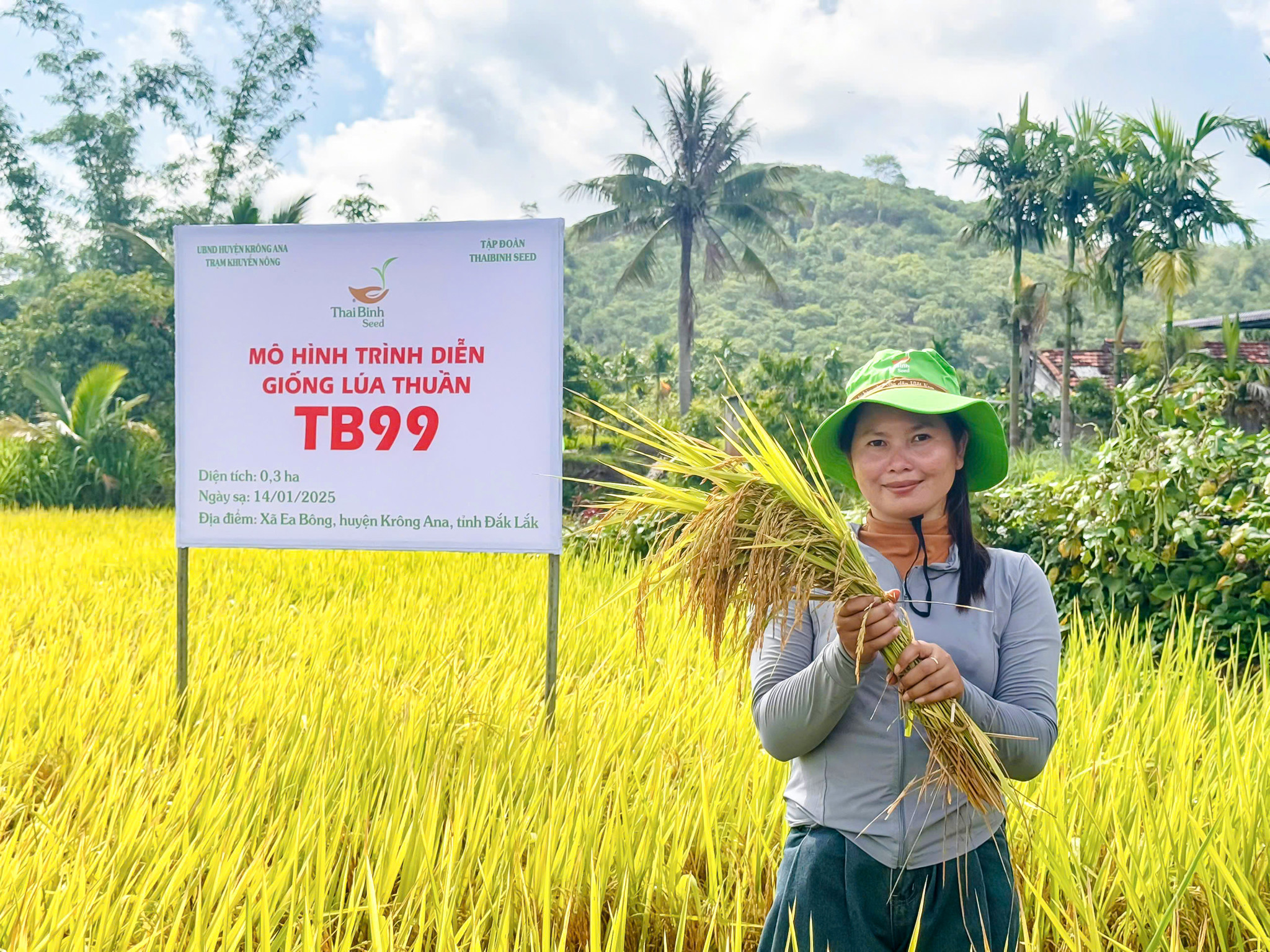 🎉NĂNG SUẤT CAO DÙ THỜI TIẾT BẤT LỢI – TBR225 & TB99 ĐẠT TỚI 9 TẤN/HA TẠI ĐẮK LẮK 🌾