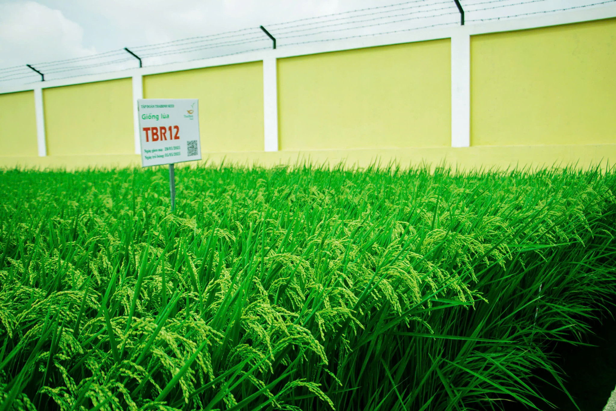 GIỐNG LÚA THUẦN TBR12