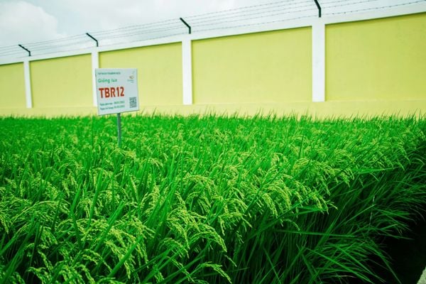 GIỐNG LÚA THUẦN TBR12