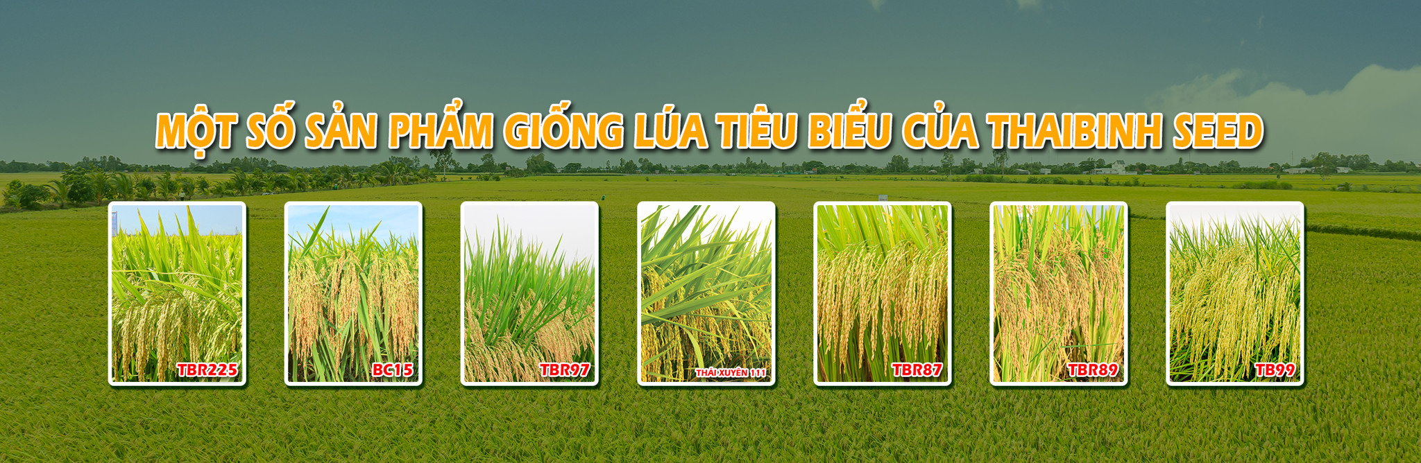 Giống lúa