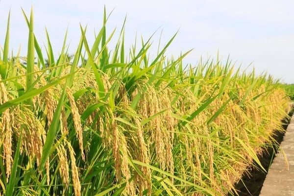 Giống lúa TBR225 chịu rét tốt