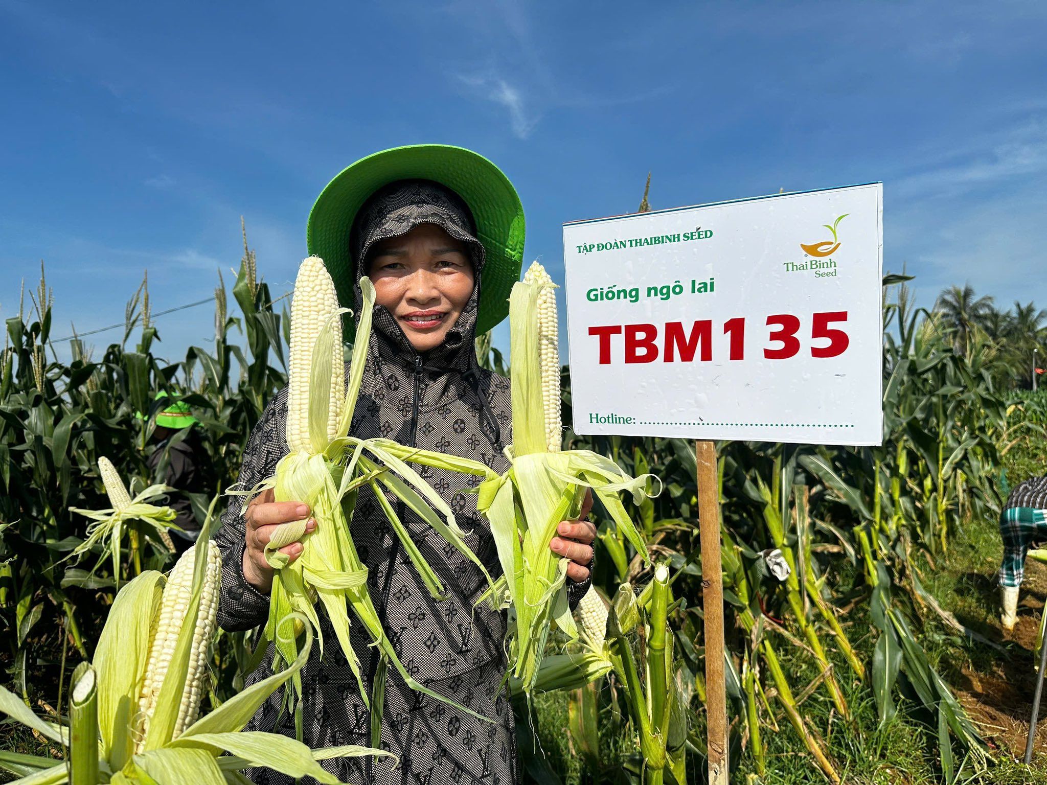 Ngô nếp TBM135 - Diễn Mỹ, Diễn Châu, Nghệ An
