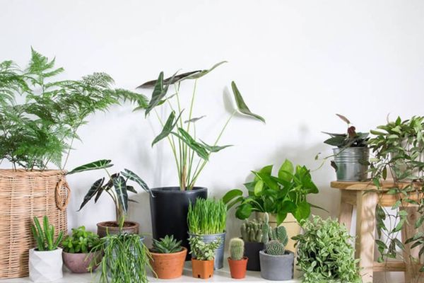 10+ Loại Cây Thủy Sinh Để Bàn Làm Việc Dễ Trồng Hợp Mệnh Nhất