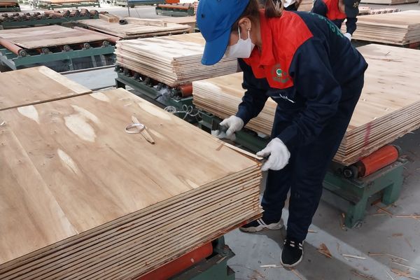 Tình hình xuất khẩu ván ép Việt Nam tăng trưởng trong đại dịch