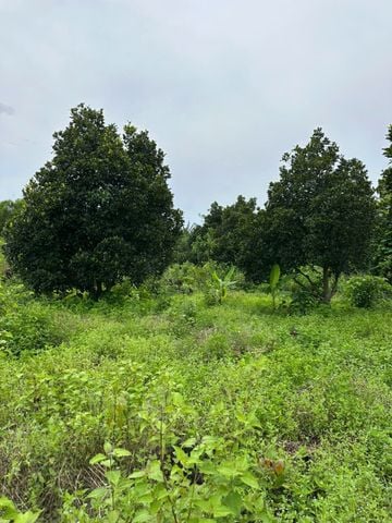 Farm 3 nhà Yuth Farm