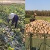 Farm Bình Phước