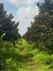 Farm An Giang
