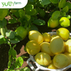 😘Today, let's all join me on a tour of the yellow lemon garden at Yuth Farm in Dong Nai! 🍋🍋😘