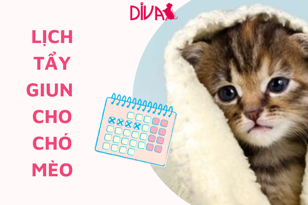 Lịch tẩy giun cho chó mèo