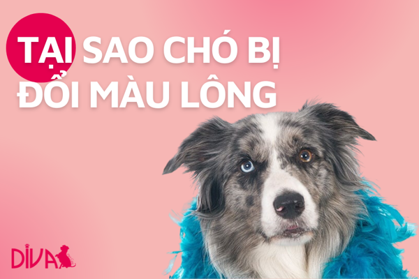 Vì sao lông chó bị đổi màu?