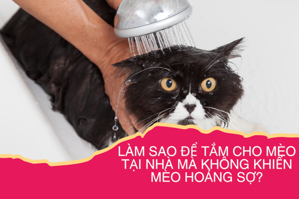 Cách tắm cho mèo tại nhà không khiến mèo hoảng sợ